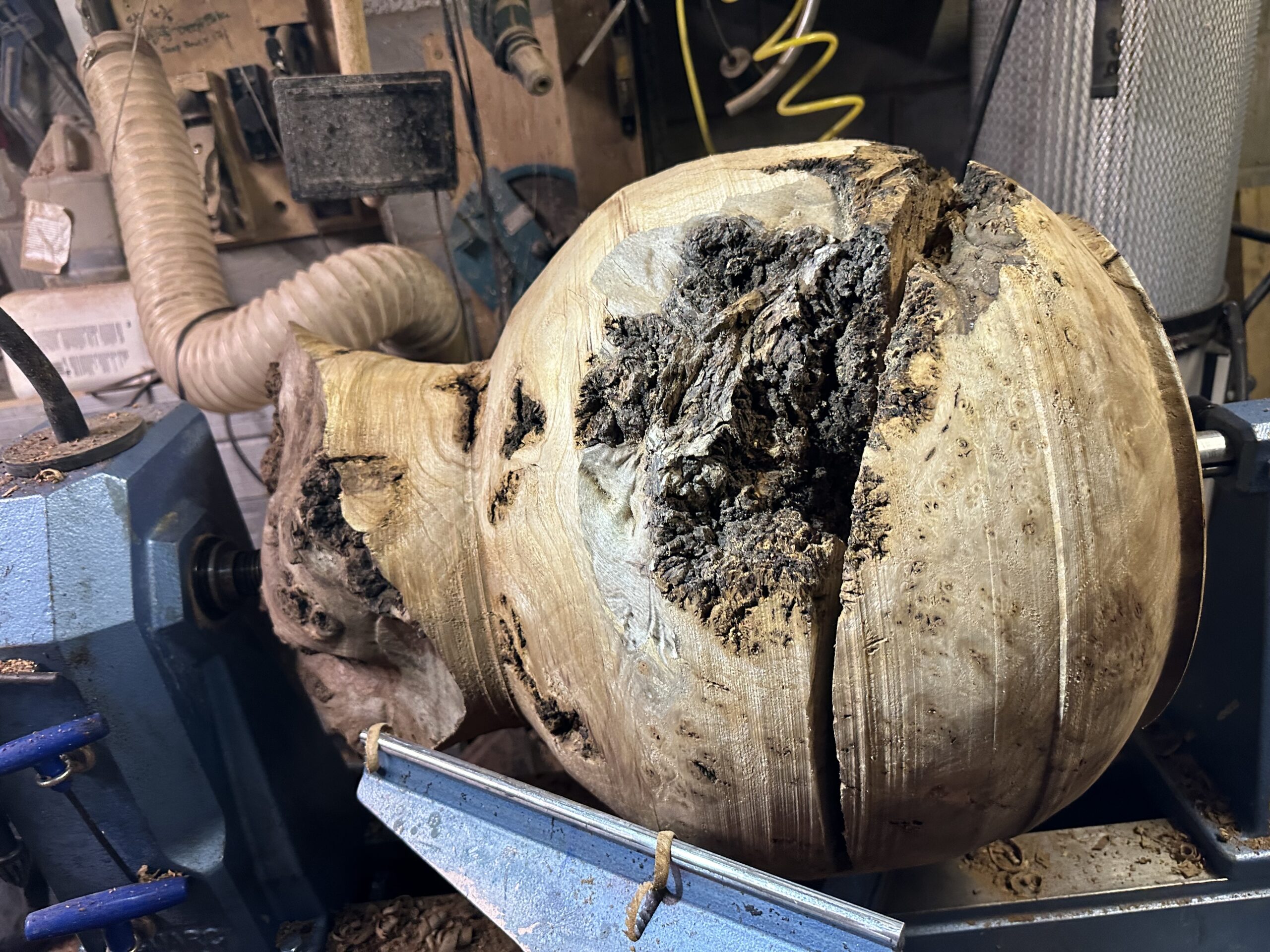 Elm burl Egyptian vase Sculpture - Image 12